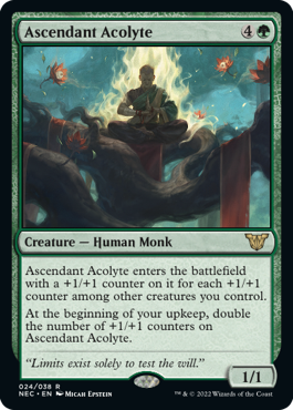 Ascendant Acolyte - Commander: Kamigawa: Neon Dynasty - R - 24
