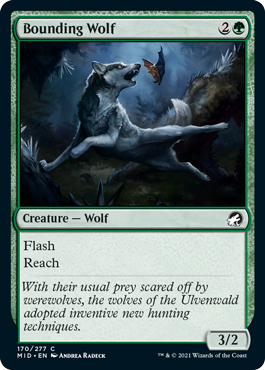 Bounding Wolf - Innistrad: Midnight Hunt - C - 170